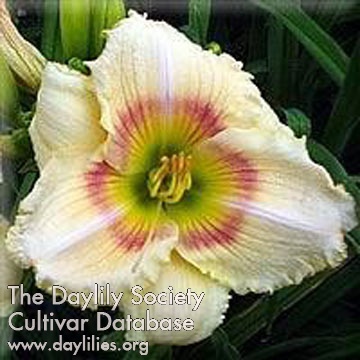 Daylily The Flower Formerly Known As Elsie